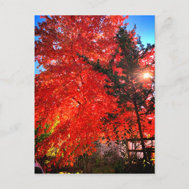 Sunlight in Fall Vykort (Framsida)