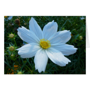 Sunlight on White Cosmos Flower Blommigt Hälsningskort