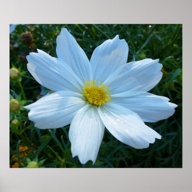 Sunlight on White Cosmos Flower Blommigt Poster (Framsidan)