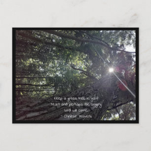 Sunlight Though a Träd Photo Art & Chinese Proverb Vykort
