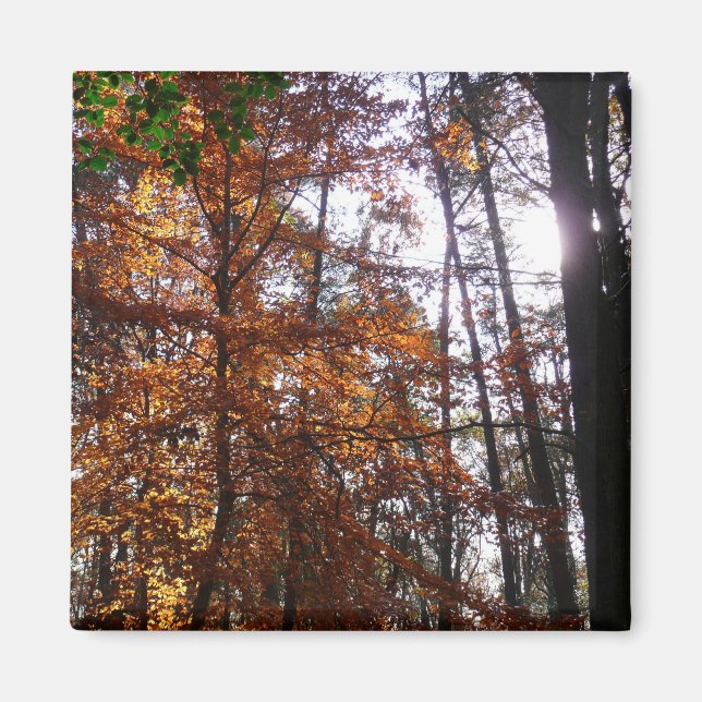 Sunlight through Fall Träd vid Greenbelt Magnet (Framsidan)