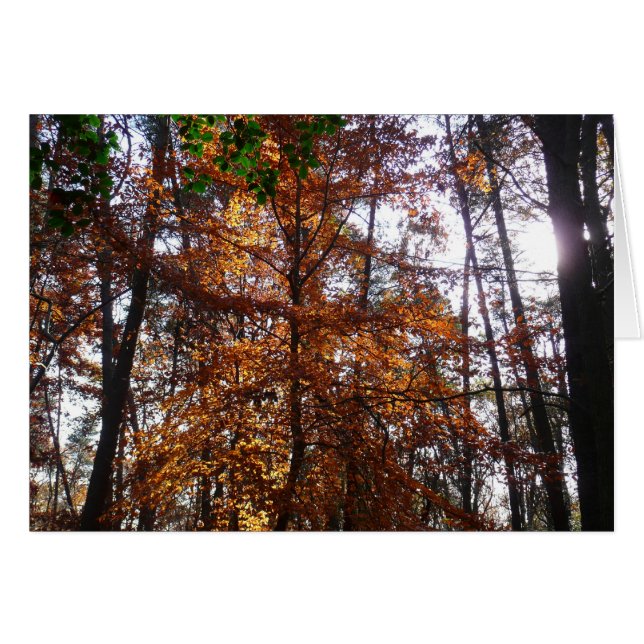 Sunlight through Fall Träd vid Greenbelt OBS Kort (Framsidan Horizontal)