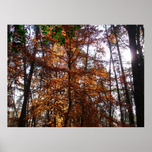 Sunlight through Fall Träd vid Greenbelt Poster