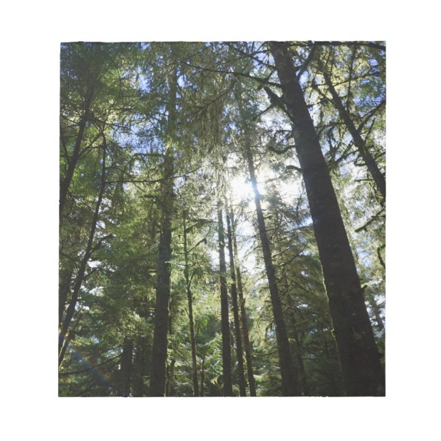 Sunlight Through Pine Trees Anteckningsblock (Framsida)