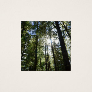 Sunlight Through Pine Trees Fyrkantigt Visitkort