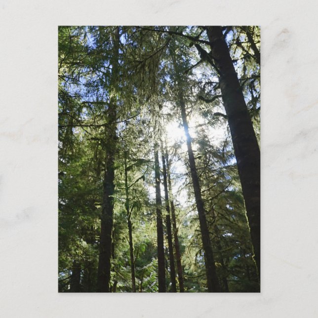 Sunlight Through Pine Trees Helg Vykort (Framsida)