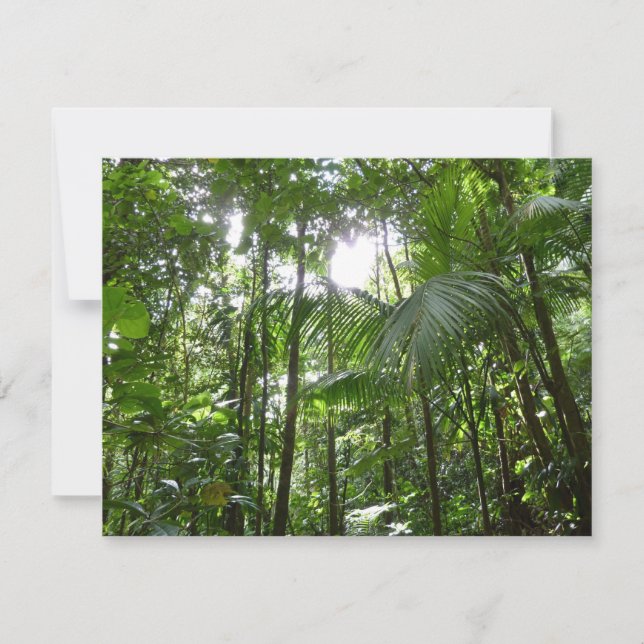 Sunlight through Rainforest Canopy Tropical Grönt (Framsida)