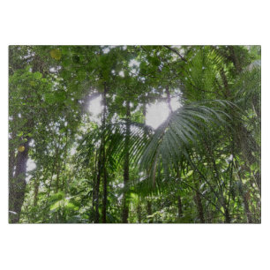 Sunlight through Rainforest Canopy Tropical Grönt