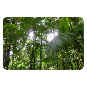 Sunlight through Rainforest Canopy Tropical Grönt Magnet