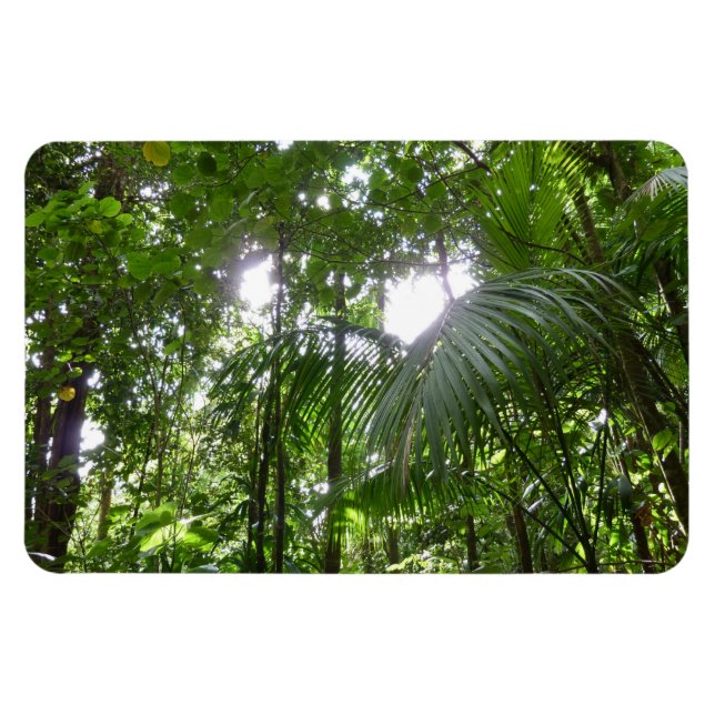 Sunlight through Rainforest Canopy Tropical Grönt Magnet (Horisontell)