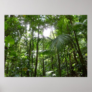 Sunlight through Rainforest Canopy Tropical Grönt Poster