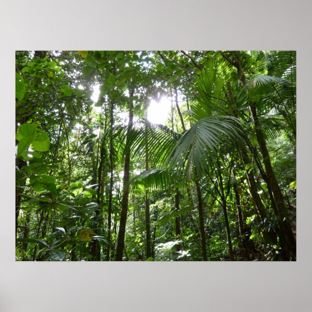 Sunlight through Rainforest Canopy Tropical Grönt Poster (Framsidan)