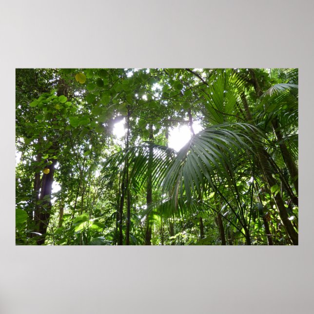 Sunlight through Rainforest Canopy Tropical Grönt Poster (Framsidan)