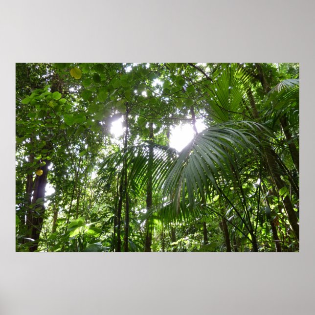 Sunlight through Rainforest Canopy Tropical Grönt Poster (Framsidan)