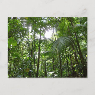 Sunlight through Rainforest Canopy Tropical Grönt Vykort