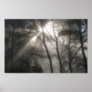Sunlight through Träd Photo Poster