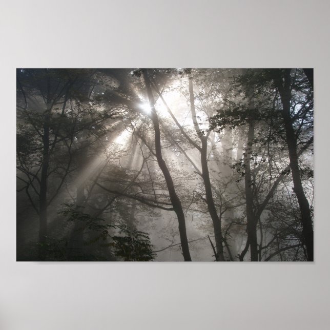 Sunlight through Träd Photo Poster (Framsidan)