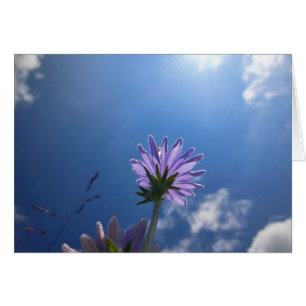 Sunlit Chickory Flower Hälsningskort