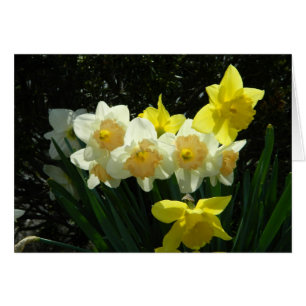 Sunlit Daffodil Card Hälsningskort