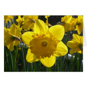 Sunlit Daffodil Hälsningskort