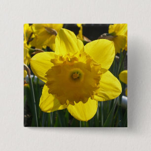 Sunlit Daffodil Knapp