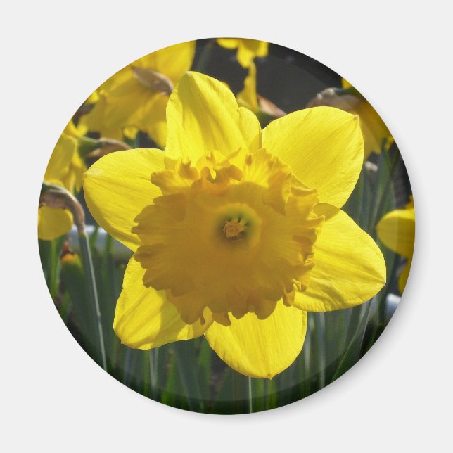 Sunlit Daffodil Magnet (Framsidan)
