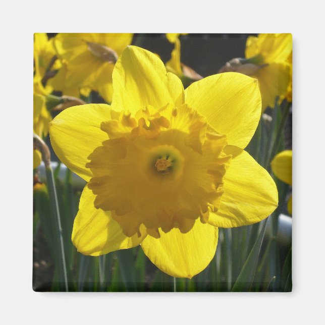 Sunlit Daffodil Magnet (Framsidan)
