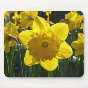 Sunlit Daffodil Musmatta