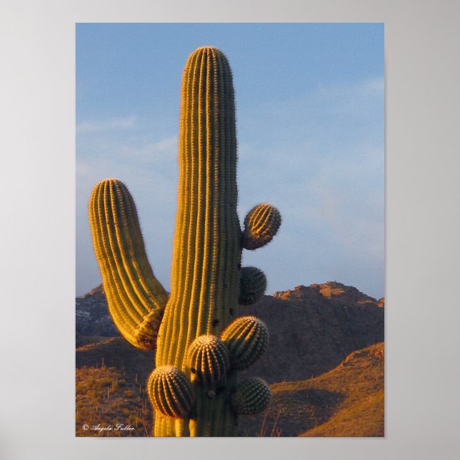 Sunlit Desert Saguaro Poster (Framsidan)