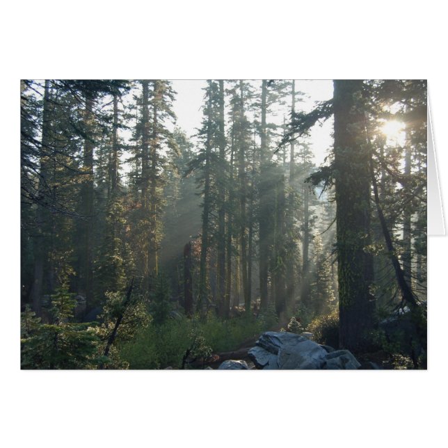 Sunlit ensamhet hälsningskort (Framsidan Horizontal)