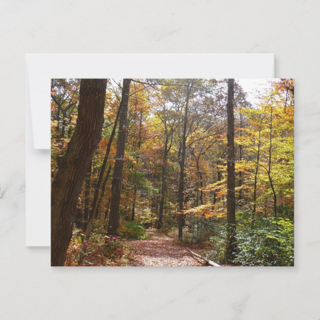 Sunlit Fall Trail in Laurel Backe State Park (Framsida)