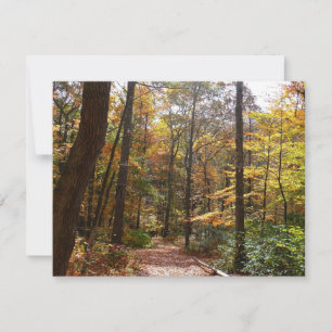 Sunlit Fall Trail in Laurel Backe State Park