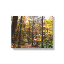 Sunlit Fall Trail in Laurel Backe State Park