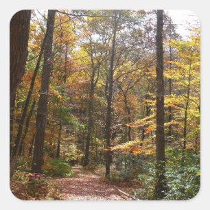 Sunlit Fall Trail in Laurel Backe State Park Fyrkantigt Klistermärke