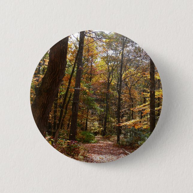 Sunlit Fall Trail in Laurel Backe State Park Knapp (Framsida)