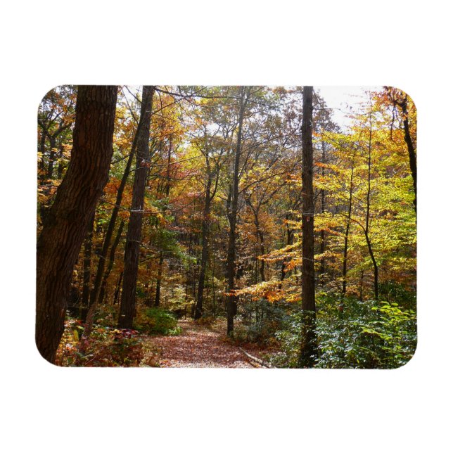 Sunlit Fall Trail in Laurel Backe State Park Magnet (Horisontell)