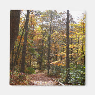Sunlit Fall Trail in Laurel Backe State Park Magnet