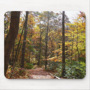 Sunlit Fall Trail in Laurel Backe State Park Musmatta