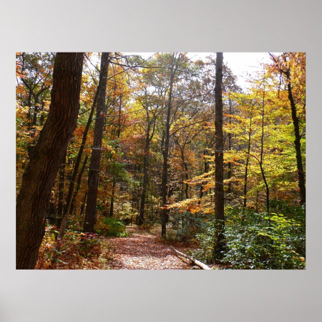 Sunlit Fall Trail in Laurel Backe State Park Poster (Framsidan)