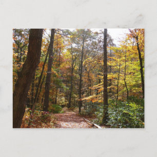 Sunlit Fall Trail in Laurel Backe State Park Vykort