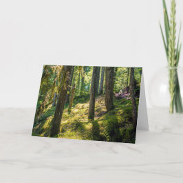 Sunlit Forest Greeting Card (tomt) Kort
