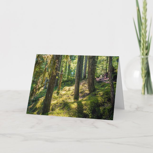 Sunlit Forest Greeting Card (tomt) Kort (Framsida)