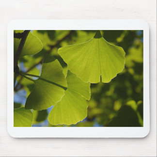 Sunlit Ginkgolöv Musmatta