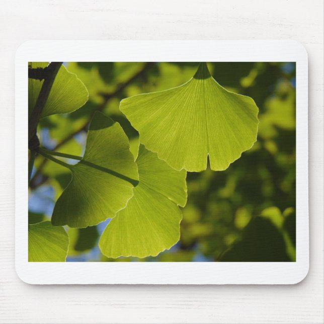 Sunlit Ginkgolöv Musmatta (Framsidan)