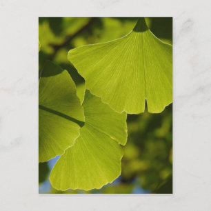 Sunlit Ginkgolöv Vykort