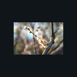 Sunlit Japansk Apricot Sakura White Flowers Canvastryck<br><div class="desc">Ett gäng vita japanska aprikosakurablommor på en träd-snok mot mörkens bakgrund av att blomma träd. En extra-stor digital målning från ett foto. blommigten i fantastisk sträckte ut kanvastrycket för att dekorera ställe eller för att användas som gåva på bröllop, födelsedagar, babyduschar eller något annat evenemang. Du kan överföra den här...</div>