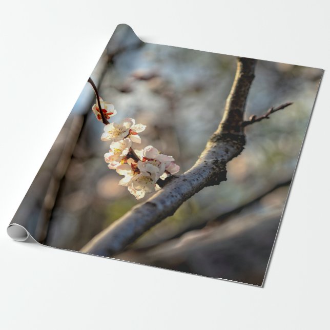 Sunlit Japansk Apricot Sakura White Flowers Presentpapper (Utrullad)