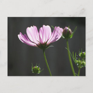 Sunlit Lila Cosmos Vykort