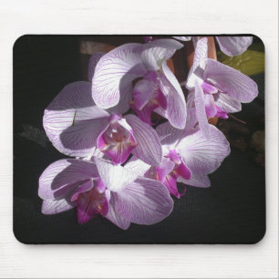 Sunlit Orchids Musmatta