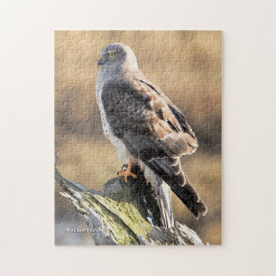 Sunlit Profile of a Male Northern Harrier Pussel